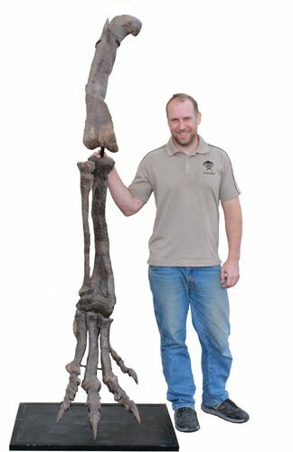 Allosaurus Leg On Custom Mount - Reduced Price #56532
